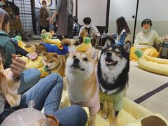 -逗柴咖啡屋·狗咖猫咖宠物桌游
