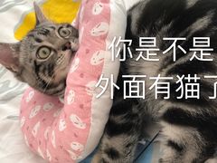 -猫大福·Fortune Cat猫舍(百子湾店)