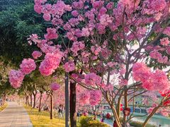 -深圳湾公园(南山区)
