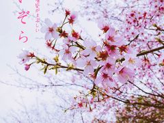 -顾村公园