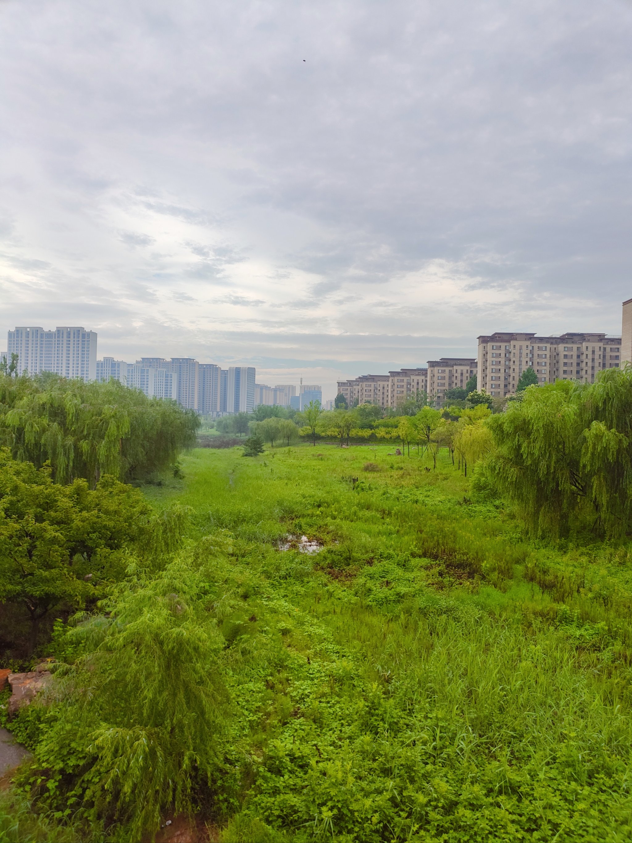 雨后清晨昼风图片