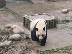 -中国大熊猫保护研究中心雅安碧峰峡基地