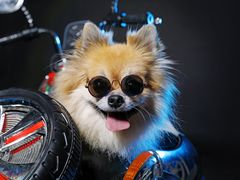 -超宠爱宠物摄影-Super pet