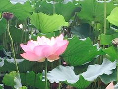 -紫竹院公园冰场