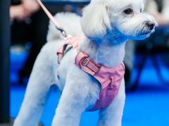 -喜洋洋宠物医院(震川路总店)