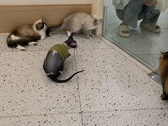 -猫域·湾主题猫咖·宠物吧(南坪城市广场店)