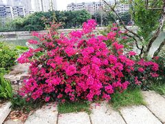 -光明港公园