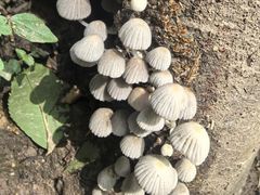 -王顺山国家森林公园