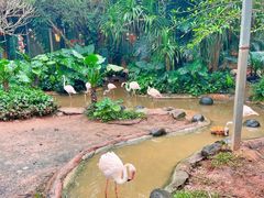 -海南热带野生动植物园