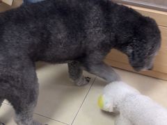 -宠福鑫康馨动物医院·骨科·眼科