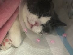 -宠颐生动物医院·心脏科·保险定点(锦阳分院)