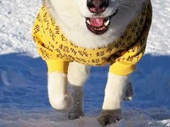 -宠乐会宠物乐园