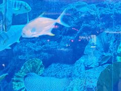 -迪拜水族馆及水下动物园