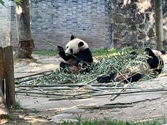 -都江堰中华大熊猫苑