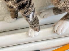 -平行世界·猫咖(首经贸店)