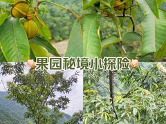 -天目山自然保护区