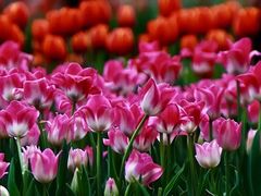 -石家庄市植物园