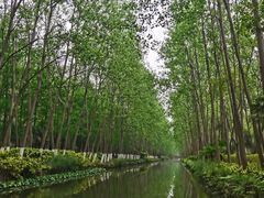 -合肥滨湖国家森林公园