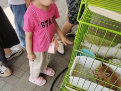 -中环花鸟鱼虫市场