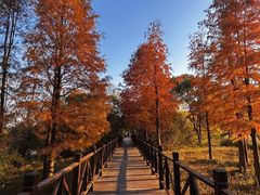 -贡湖湾湿地公园