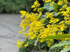-上海辰山植物园