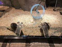 -zoonana室内动物园(东方福来德店)