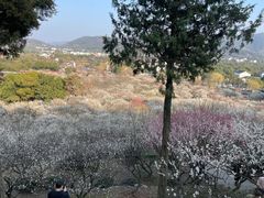 -香雪海