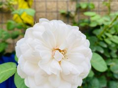 -金陵花卉交易市场