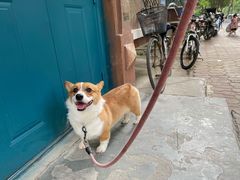 -优缇多格专业宠物美容师培训学校