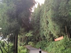 -武陵山森林公园