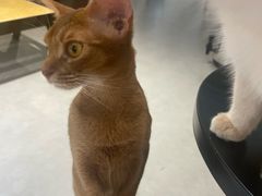 -琪喵猫屋·撸猫猫咖·猫舍