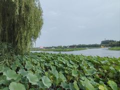 -白洋淀风景区
