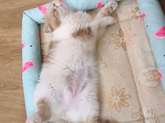 -滚猫咖啡·猫咖·猫友好撸猫(未来城店)