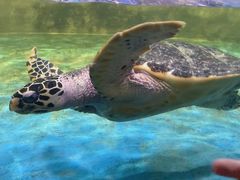 -常州海昌海洋探索馆