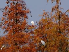 -白鹭湾湿地公园