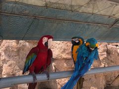 -西霞口神雕山野生动物世界