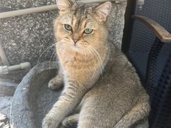 -喵屿·大理花园猫咖