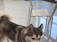 -瑞鹏宠物医院·骨科·猫科·内科(第一中心)