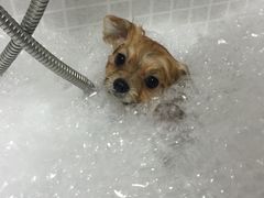 -PETKIT 小佩宠物·低压洗护·美容·寄养(安远店)