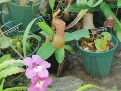 -国家植物园南园