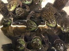 -鸽子窝(黄村店)