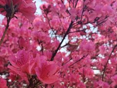 -木兰云雾山