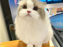 -喵百万·布偶·蓝金金渐层英短·猫舍(百子湾店)