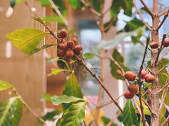 -Infica Coffee