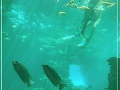 -海棠湾洲际-涛·海底餐厅·美人鱼·自助餐·海底隧道