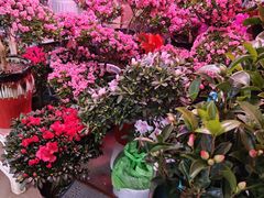 -花鸟鱼虫鲜花绿植市场(玉泉路店)