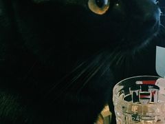 -北京赛佳动物医院