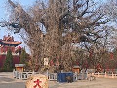 -大槐树寻根祭祖园