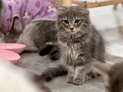 -楼上猫咖(罗湖店)