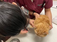 -瑞派康怡24h宠物医院·犬猫医疗中心·微创绝育(瑞景分院)